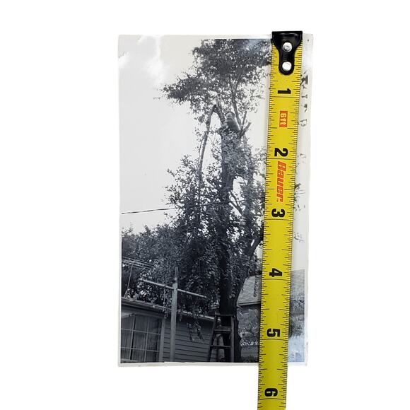 Vtg Man in Tall Tree Taking Down Fallen Branch Original Monochrome Photo Found - Picture 2 of 4